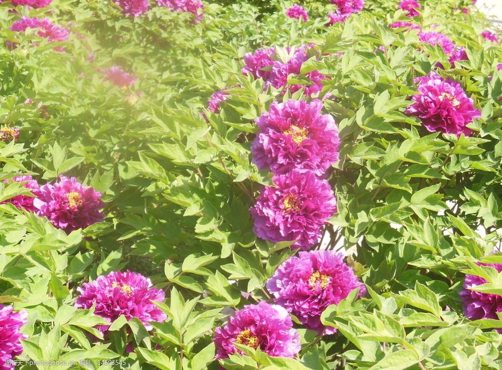 关键词:牡丹花 牡丹 大花 粉色花 花朵 花蕊 叶子 牡丹园 春天 生物