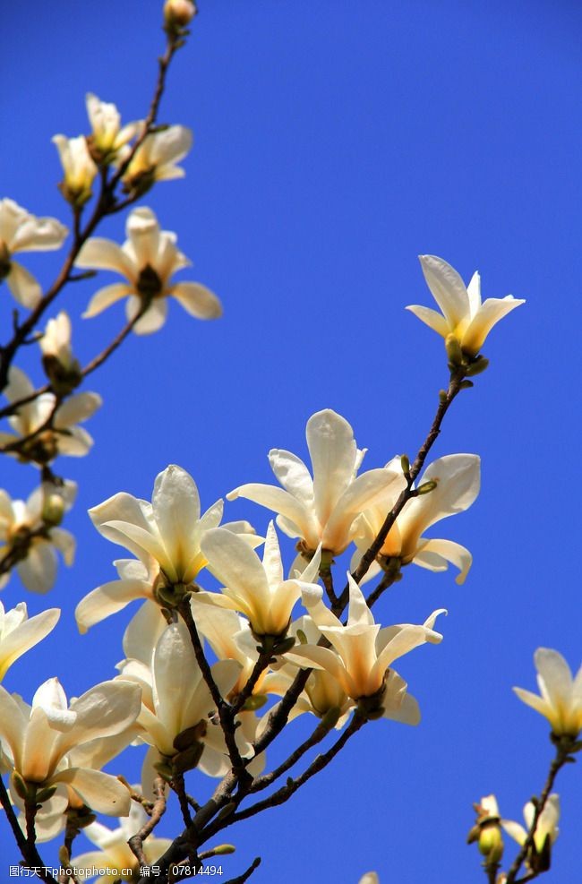 关键词:玉兰花 树枝 立春 风景 自然 花 摄影 生物世界 树木树叶 72