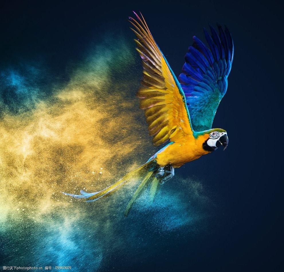 关键词:炫酷飞翔的鹦鹉 唯美 炫酷 飞翔 鹦鹉 粉末 动物 可爱 鸟类
