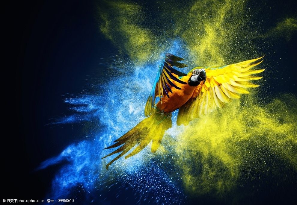 关键词:炫酷飞翔的鹦鹉 唯美 炫酷 飞翔 鹦鹉 粉末 动物 可爱 鸟类