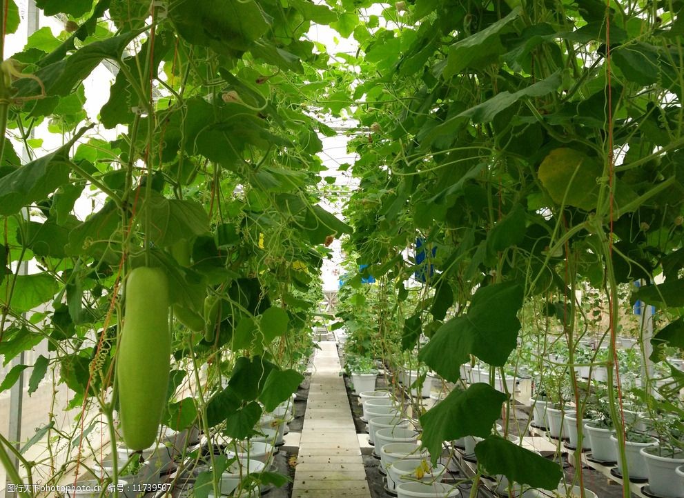 关键词:无土栽培 蔬菜种植 生态农业 绿色食品 西葫芦 北瓜 角瓜 农业