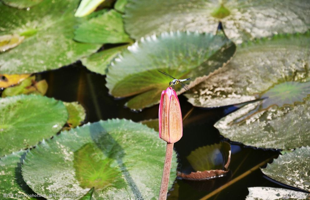 莲花上一只蜻蜓图片