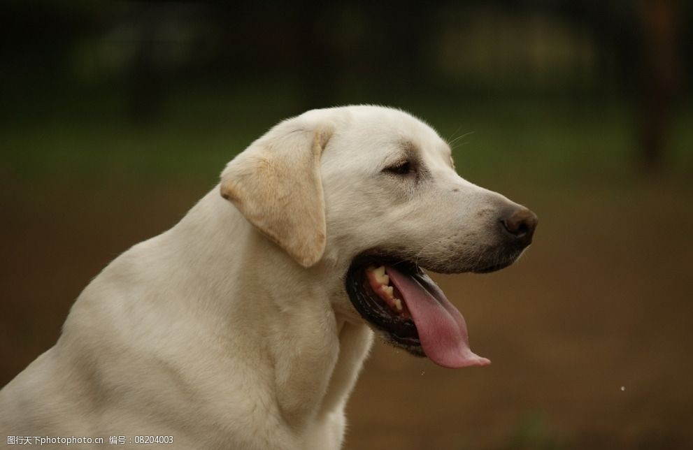 关键词:可爱狗狗 动物 狗狗 可爱 犬类 犬科 摄影 生物世界 家禽家畜