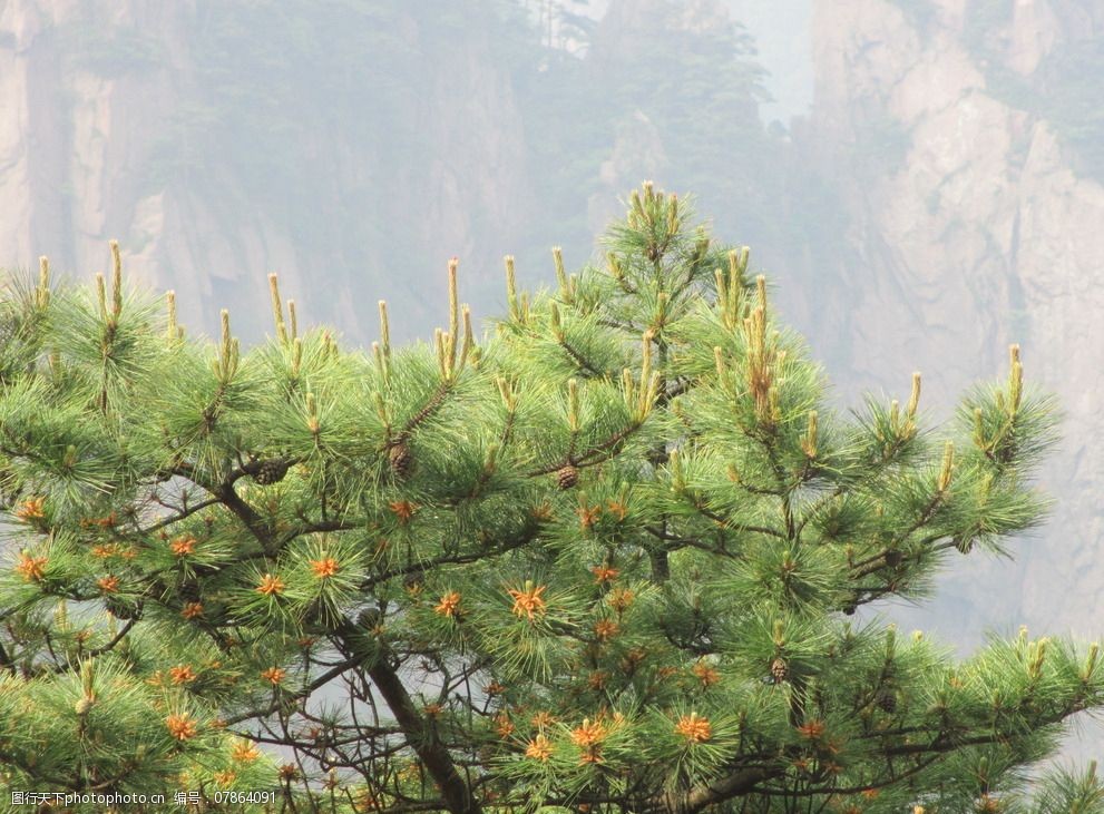 关键词:黄山风景区 黄山 松树 大山 植物 景区 旅游景区 摄影 生物