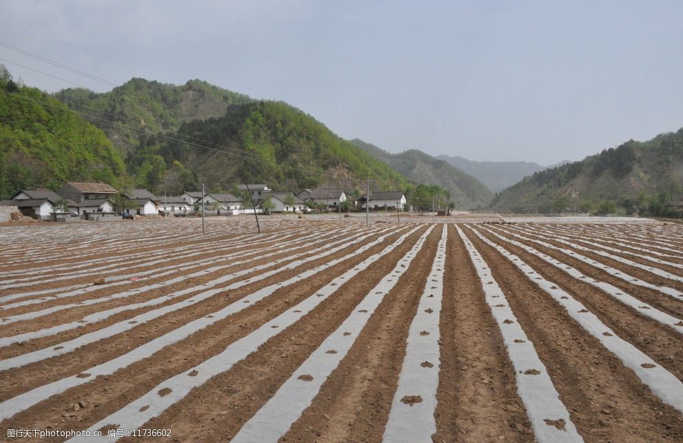 地膜玉米种植区图片