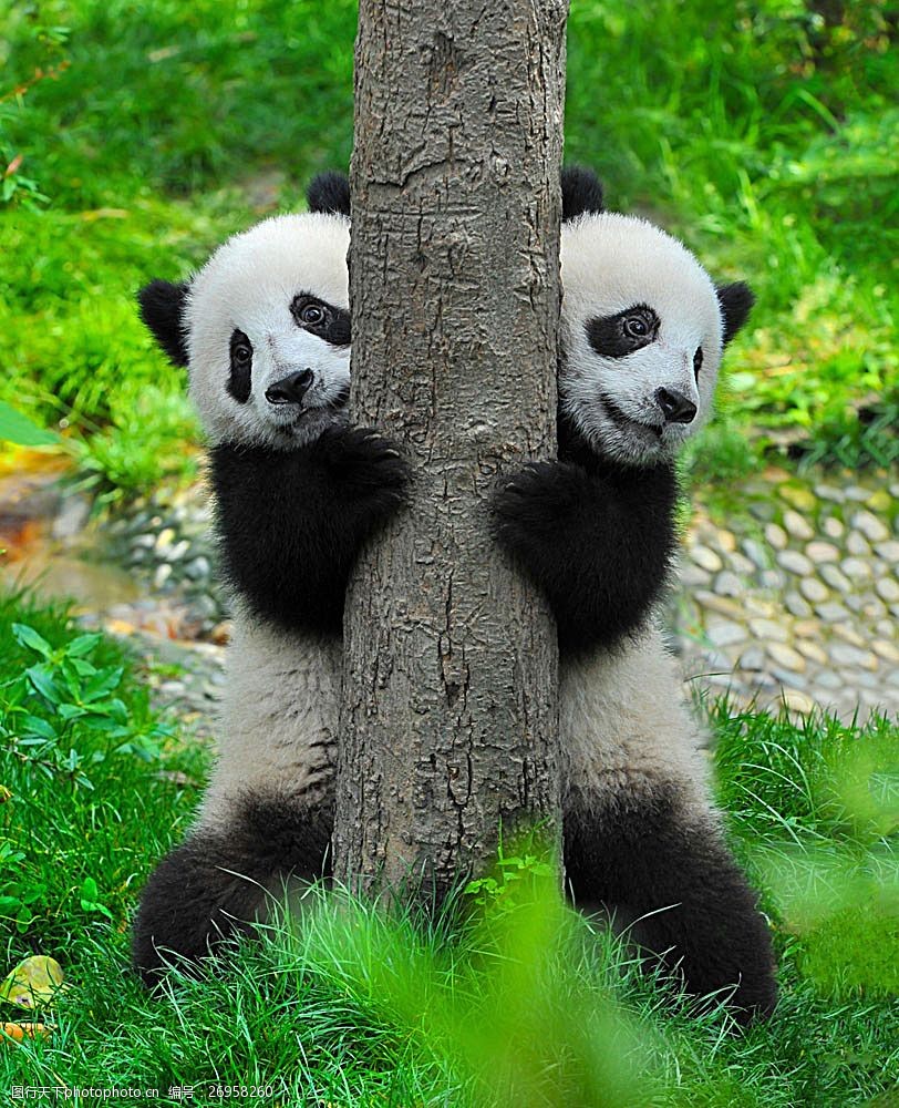 关键词:两只可爱的熊猫 大熊猫 熊猫摄影 动物世界 动物摄影 陆地动物