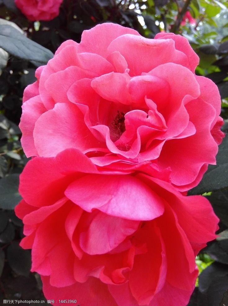 关键词:月季花 红色花朵 月季 植物 花卉 红色 鲜花 摄影花 摄影 生物