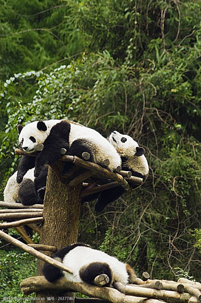 树杈上的国宝熊猫