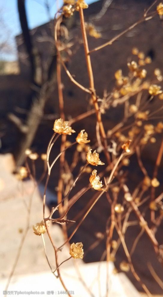 关键词:枯草 枯叶 唯美 秋天 秋季 干枯 桌面壁纸 夕阳 花草 花草集