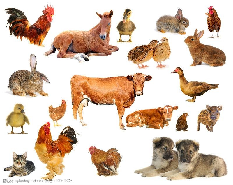 19种常见家畜家禽动物高清图片