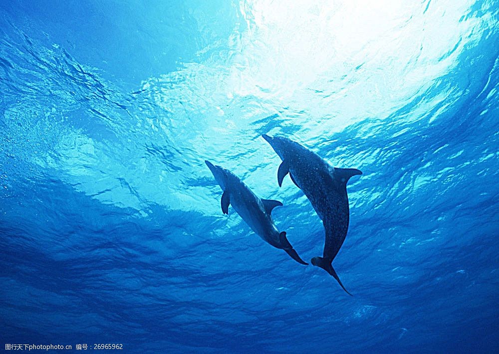 关键词:海底里的海豚 动物世界 生物世界 海底生物 海洋生物 大海