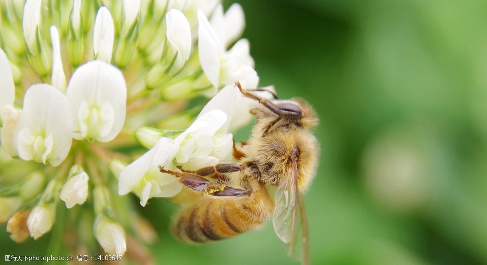 关键词:采花的蜜蜂 植物 昆虫 幸运草 白色小花 摄影 生物世界 花草