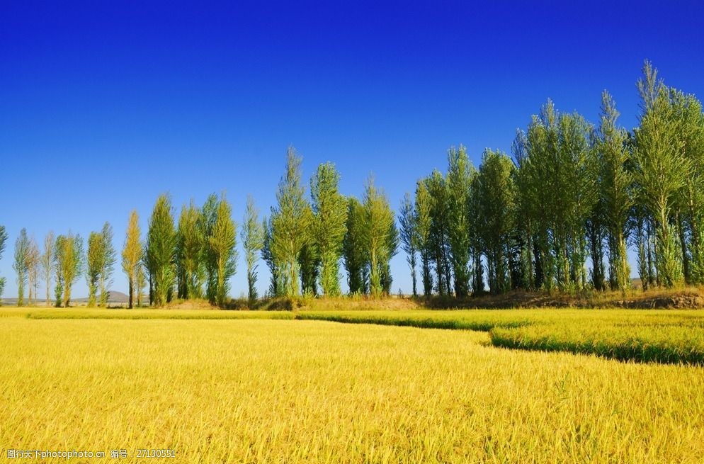 金黄小麦地图片