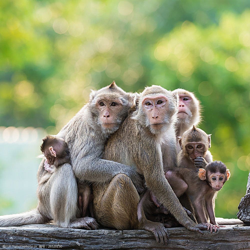 关键词:一群猴子摄影 猴子 野生动物 动物世界 动物摄影 陆地动物