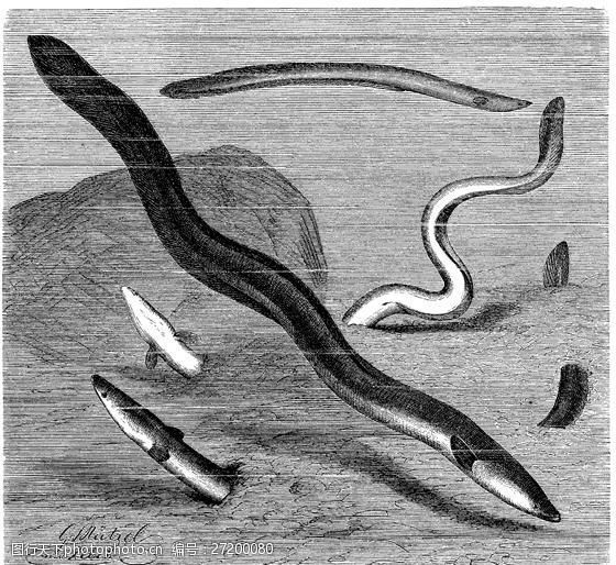 关键词:水生动物 fish 鱼 动物素描 设计素材 动物专辑 素描速写 书画