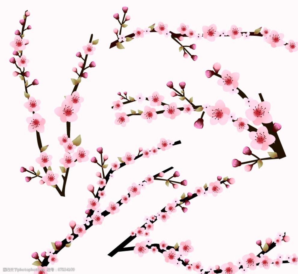 樱花枝桃花树梅花图片