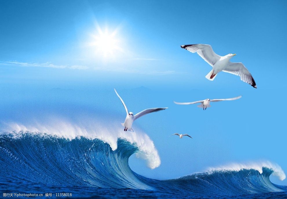 大海浪花蓝天海鸥海边图片