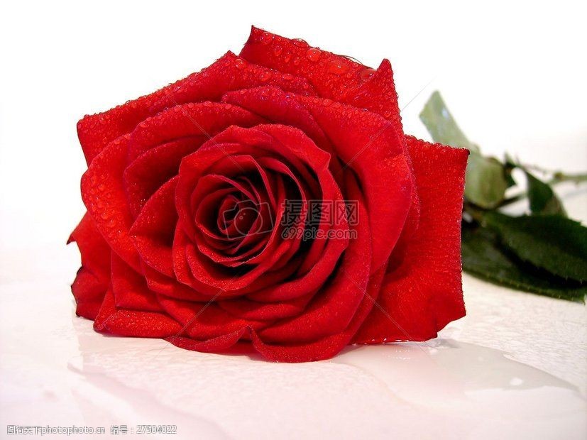 关键词:一朵漂亮的红玫瑰 玫瑰 红色 花 浪漫 礼物 花的 开花 盛开