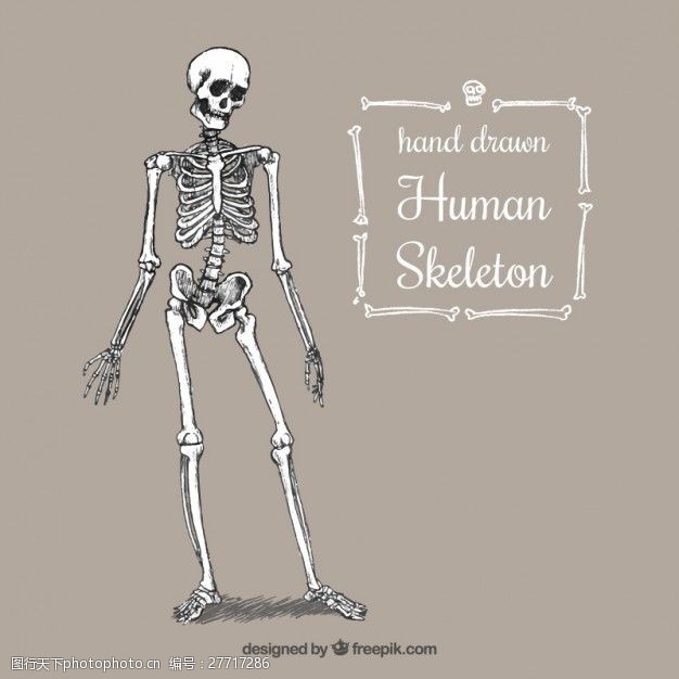 手绘人体骨骼