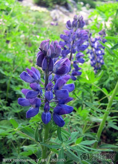 关键词:田野中盛开的蓝色鲜花 羽扇 蓝色 山花 花园 植物园 鲜花叶子