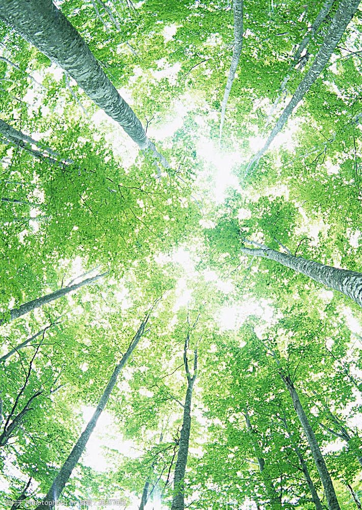 树林图片森林树木图片041