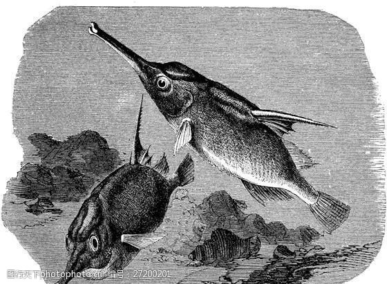 水生动物fish鱼动物素描