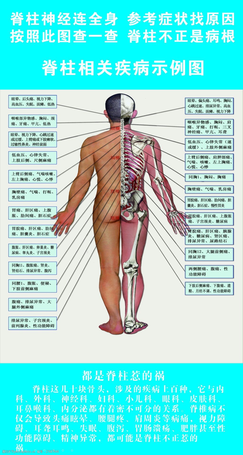 脊柱神经全身表