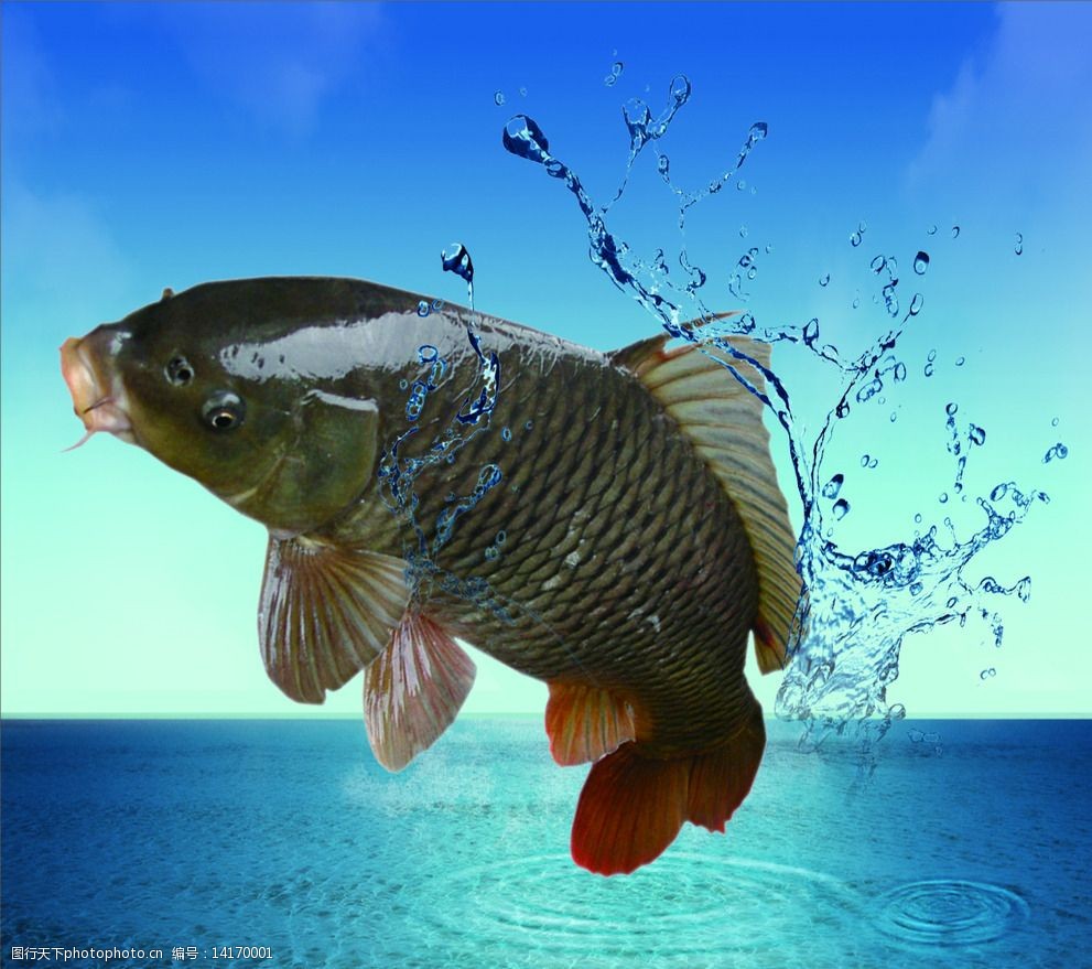 鱼跳跃海报 鱼 跳跃 海水 海 波纹 海浪 天空 水纹 水浪 设计 广告