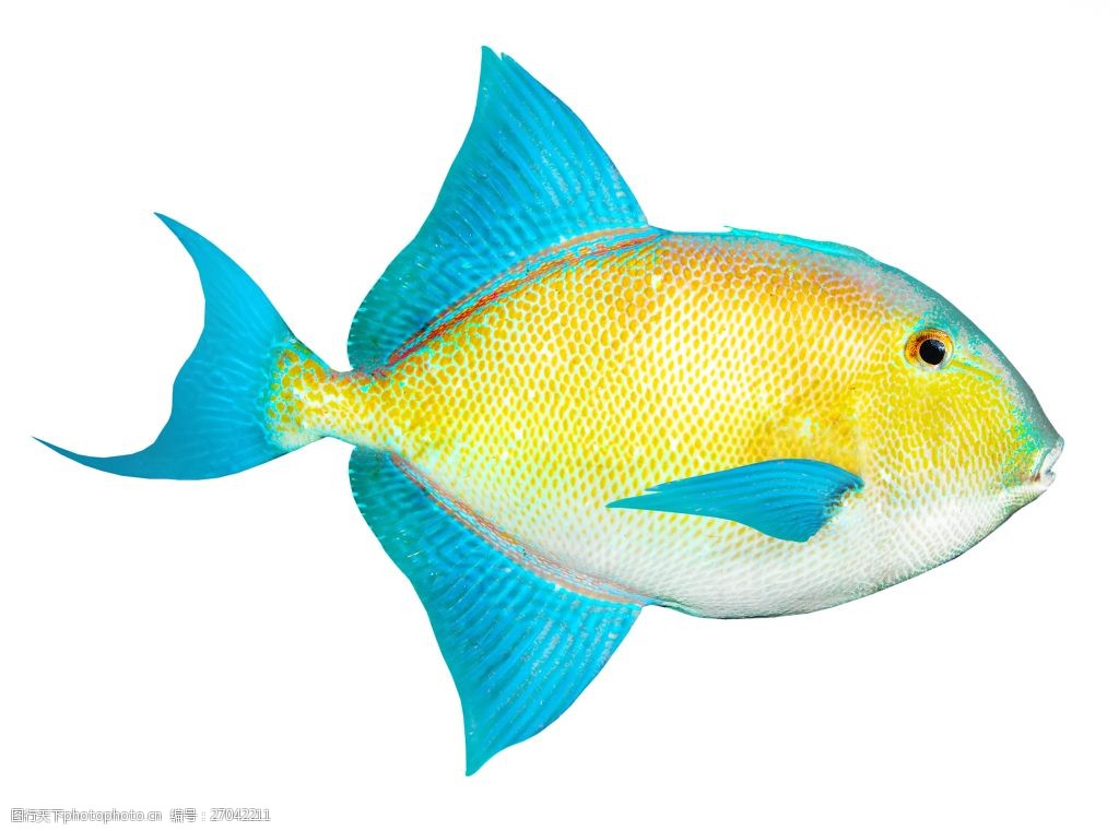种类 漂亮的小鱼 彩色 热带鱼 鱼类 动物 海鱼 图片素材     白色 jpg