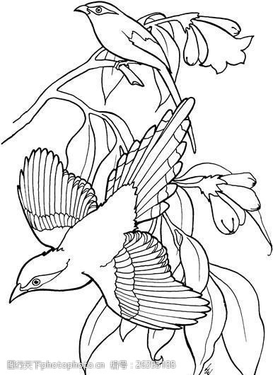 鸟类素描动物素描