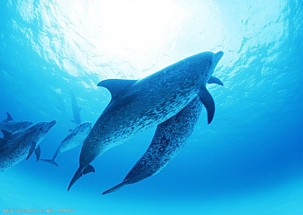 关键词:海底里的海豚 动物世界 生物世界 海底生物 海豚 大海 水中