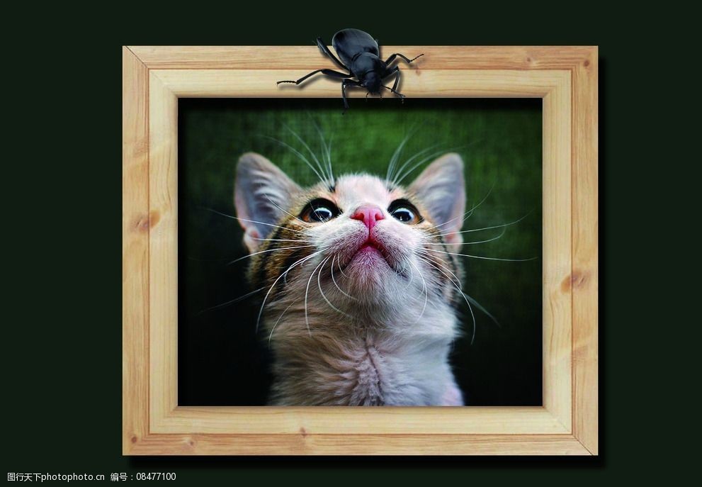 关键词:3d立体画 猫 psd分层 虫子 画 设计 广告设计 招贴设计 300dpi