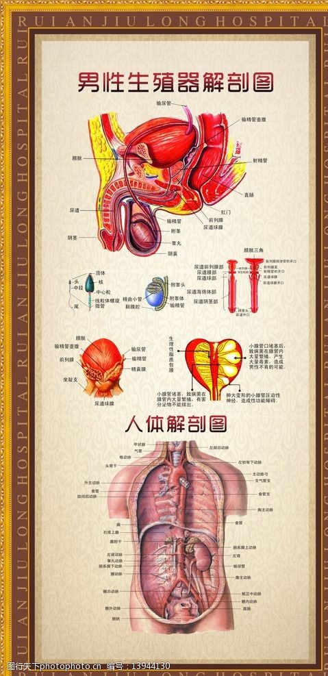 男性生殖器解剖图图片