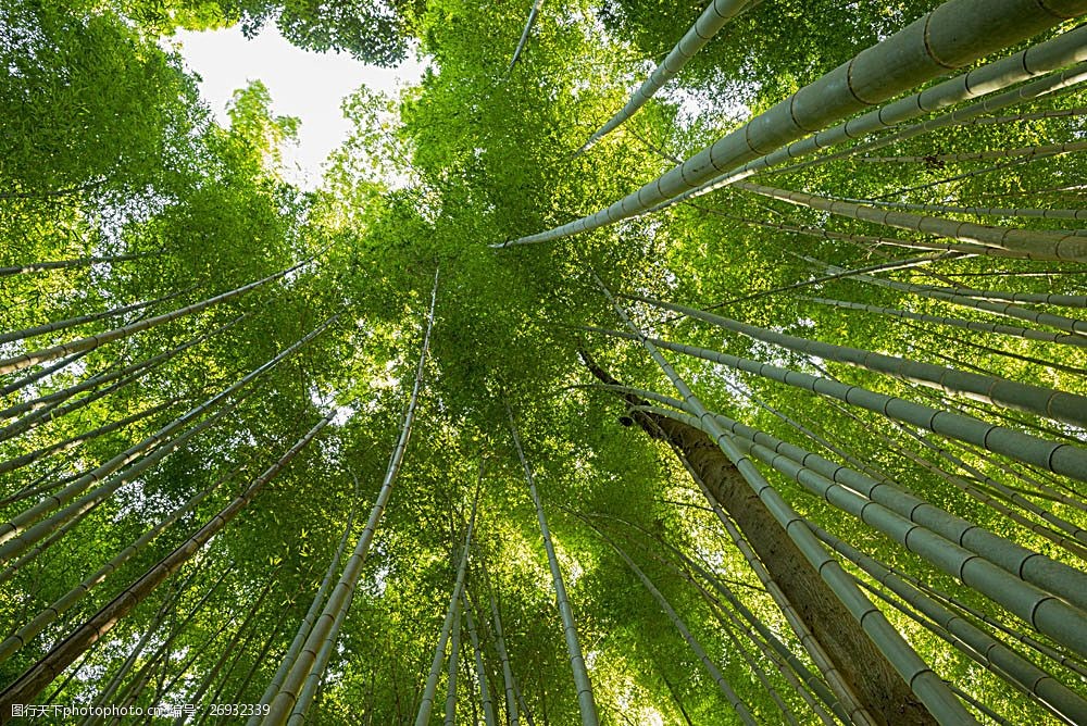 竹林仰视风景