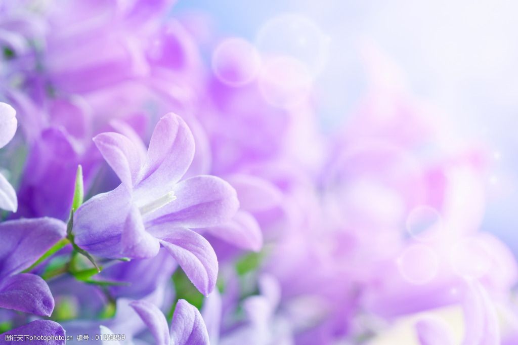 紫色花卉唯美背景图