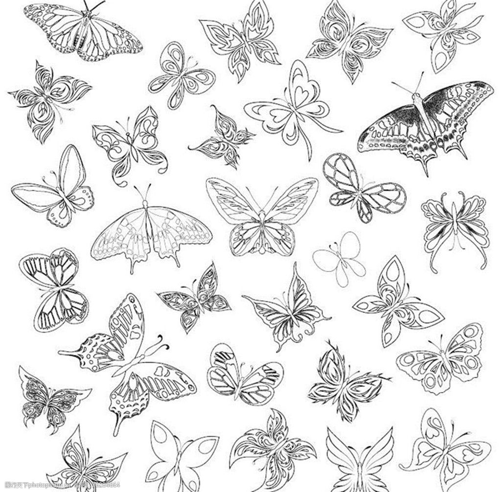 素描蝴蝶图案