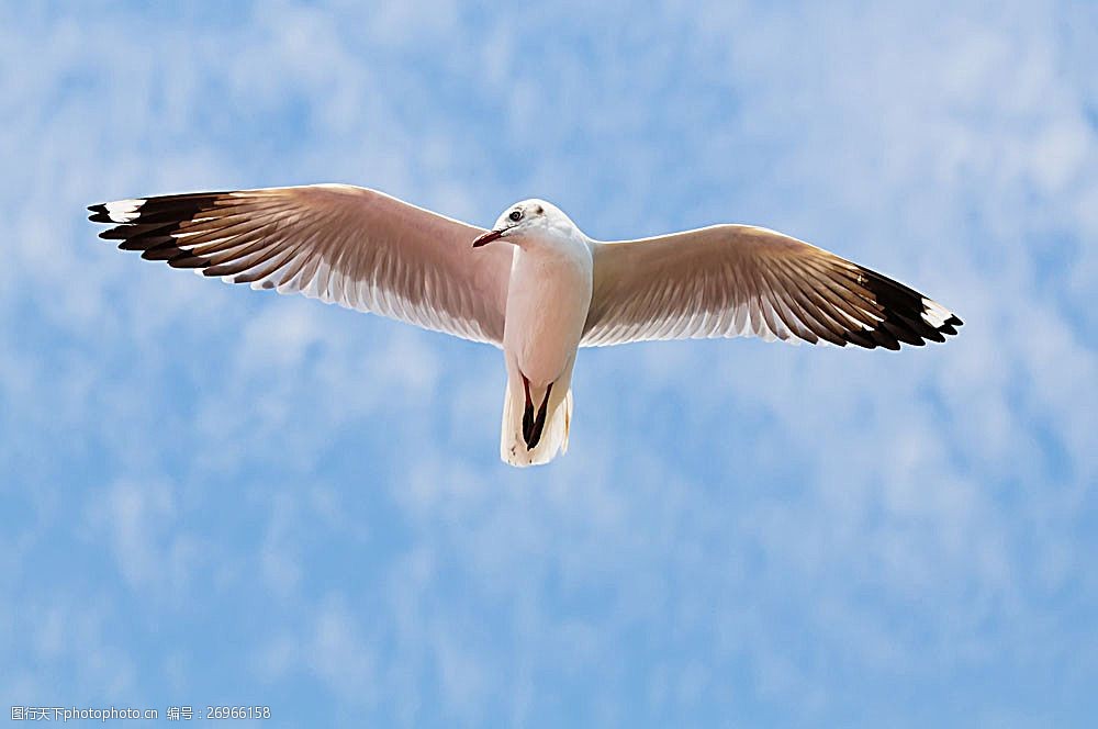 关键词:飞翔的海鸥 海鸥 飞翔 飞鸟 鸟类动物 飞禽 动物摄影 空中飞鸟