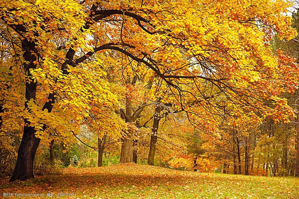秋天梧桐树风景