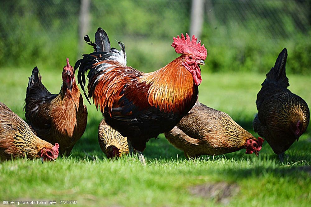 关键词:草地上找食物的鸡 母鸡 公鸡 鸡 家禽动物 鸡摄影 草地 陆地