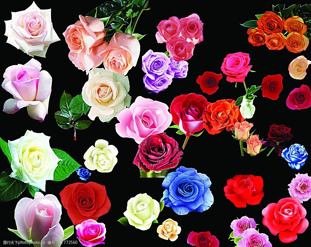关键词:花素材 花 抠图花 分层 美丽花朵 花朵 设计 广告设计 其他