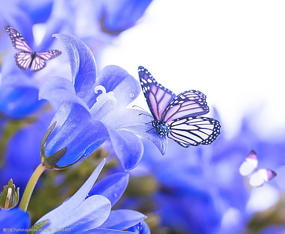 关键词:蓝色花朵上的蝴蝶 蓝色 鲜花 花朵 蝴蝶 背景 自然风景 自然