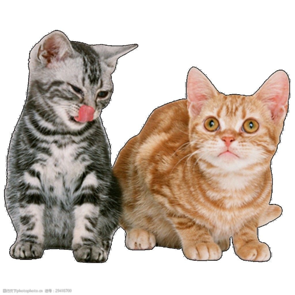 关键词:两只可爱的花猫素材 插画 卡通猫 可爱猫咪 猫猫图片 猫咪png