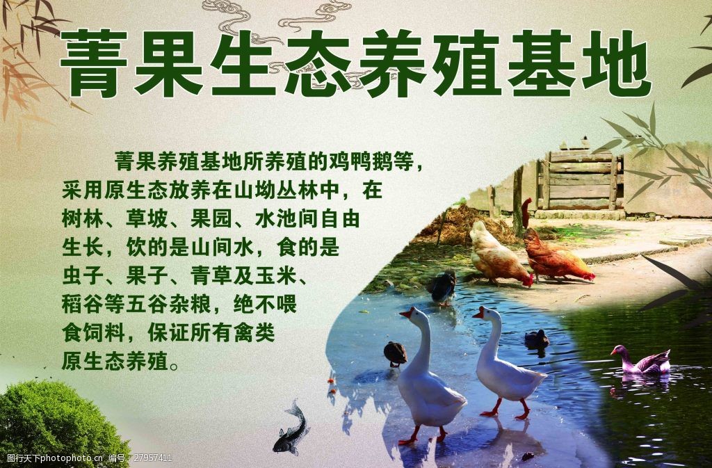 关键词:生态养殖基地 养殖 鸭子 鹅 生态基地 池塘 生态 养殖场 基地