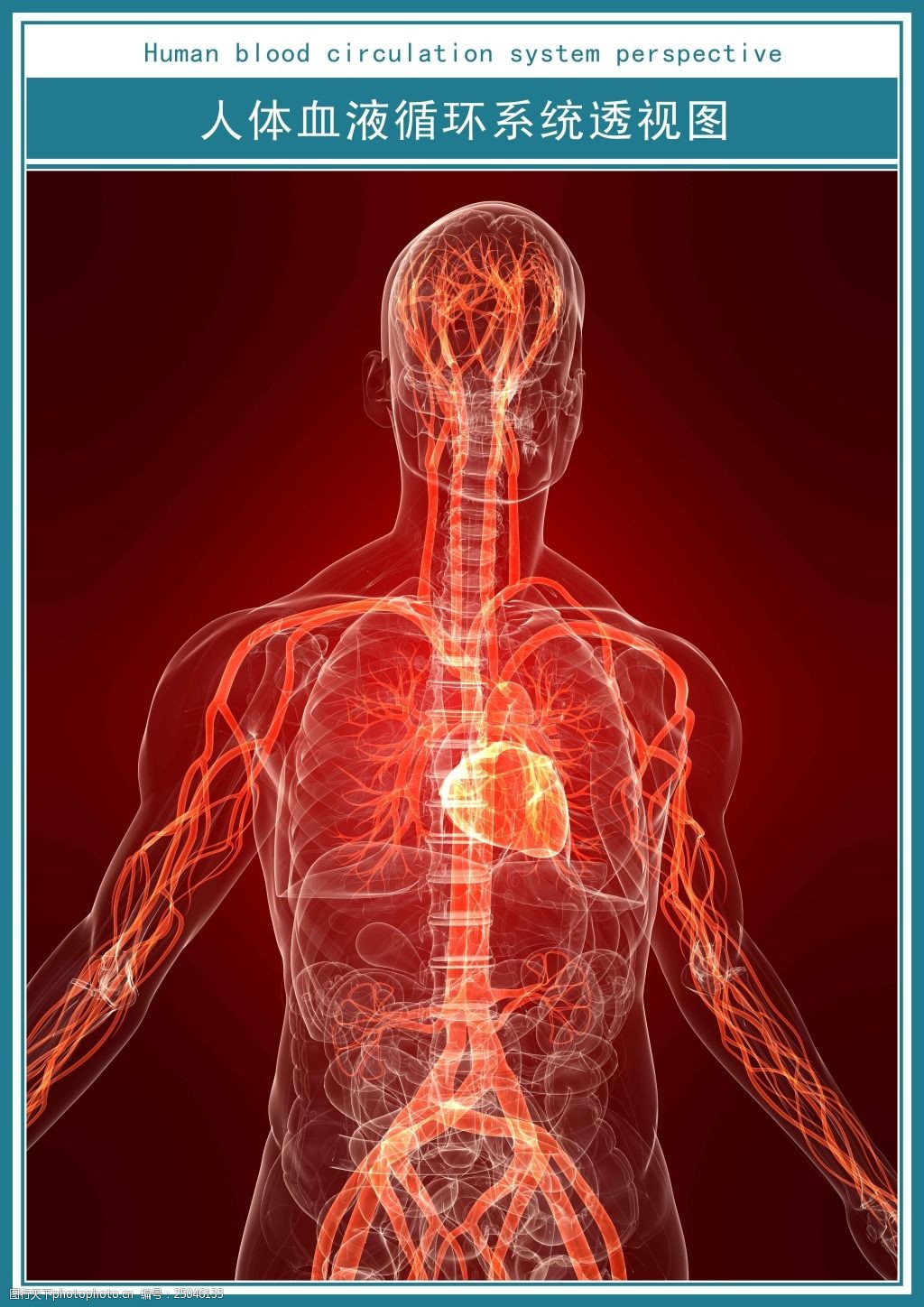 医学科技展板人体血液循环系统透视图超高清