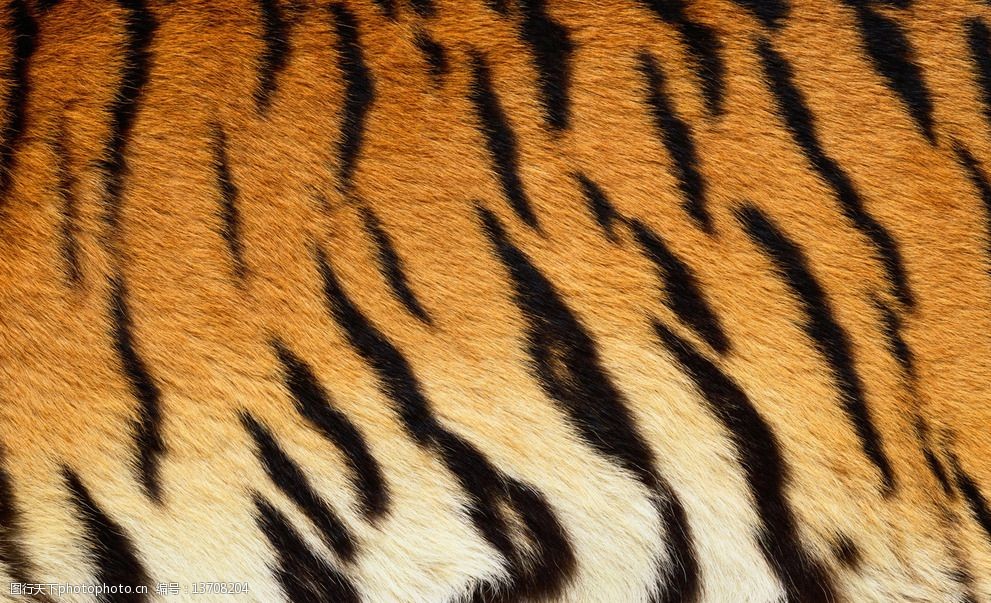 关键词:老虎皮 纹理 皮毛 动物 背景 质感 彩色 摄影 生物世界 野生