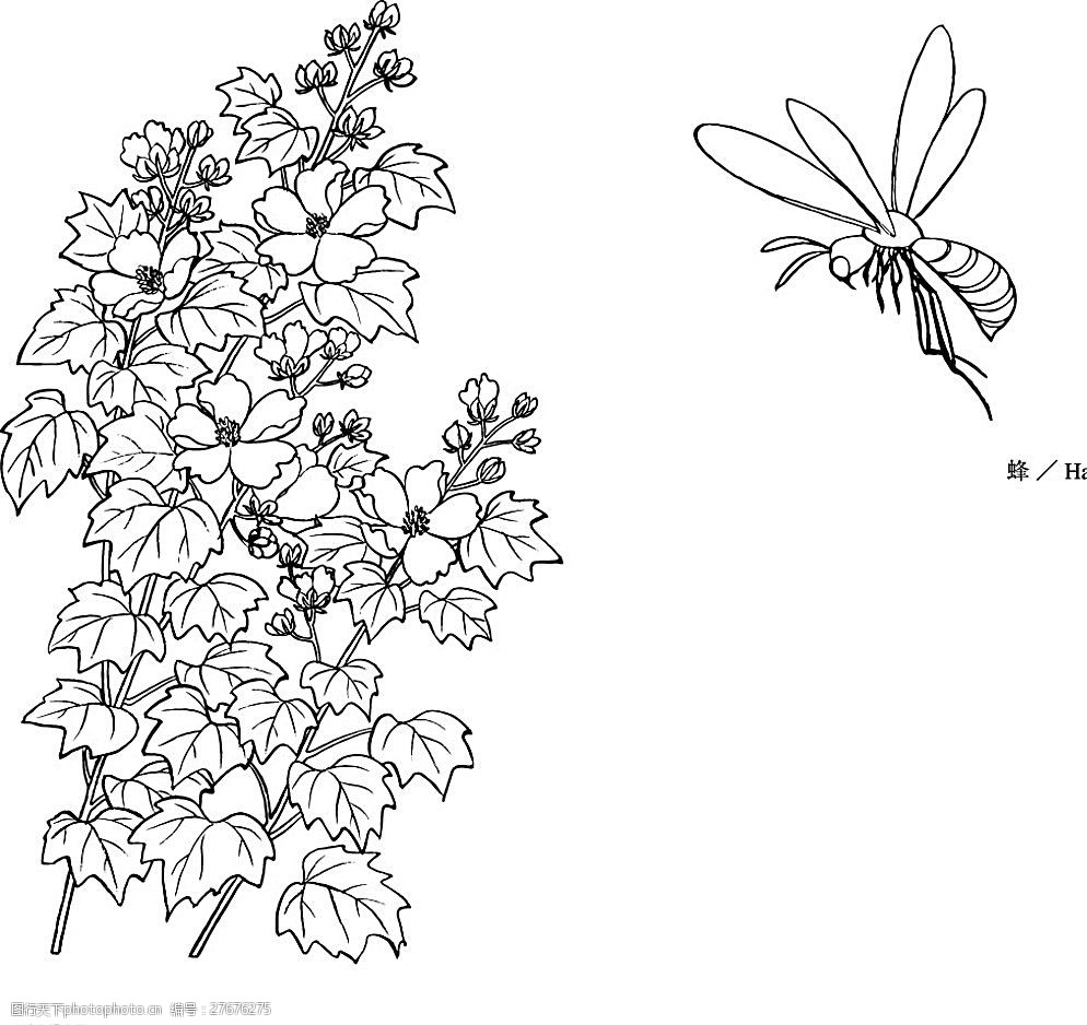 线描芙蓉蜜蜂矢量素材图片