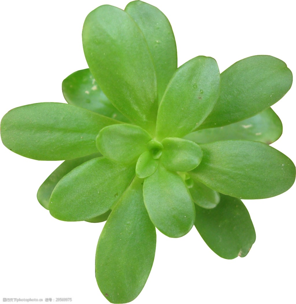 关键词:一棵绿色的植物透明素材 绿叶 绿油油 免扣素材 透明素材 叶片