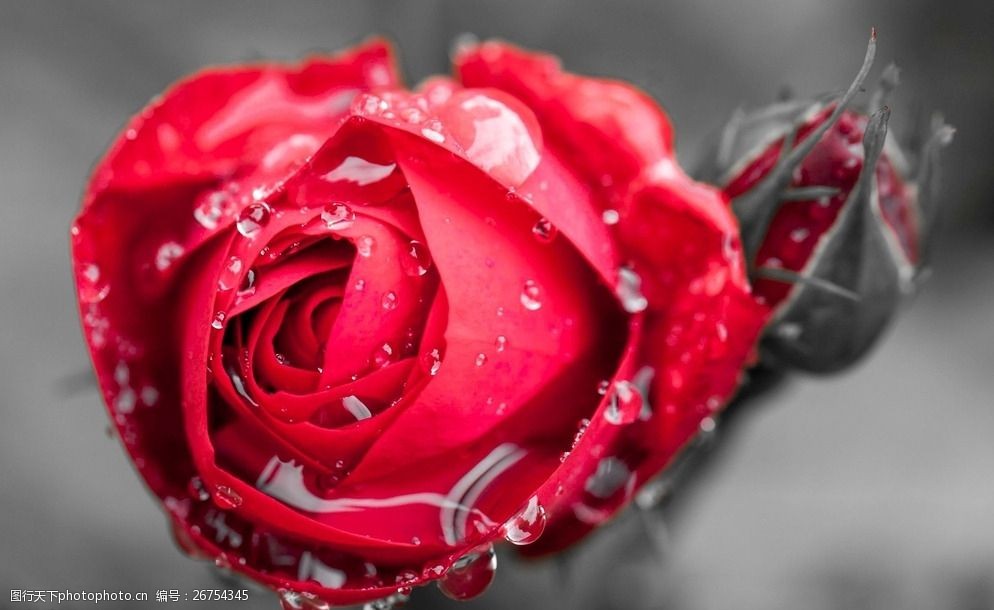 关键词:冰雪玫瑰花 玫瑰花 花骨朵 红玫瑰 冰晶 冰雪 摄影 生物世界