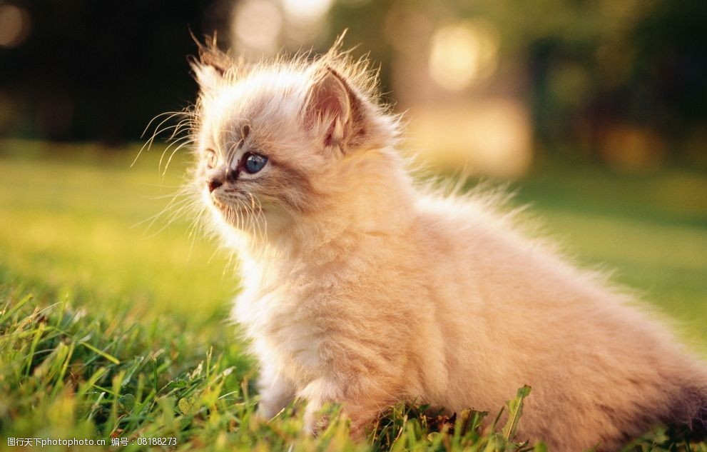 关键词:可爱小猫 唯美 炫酷 可爱 小猫 猫咪 动物 宠物 宠物猫 摄影