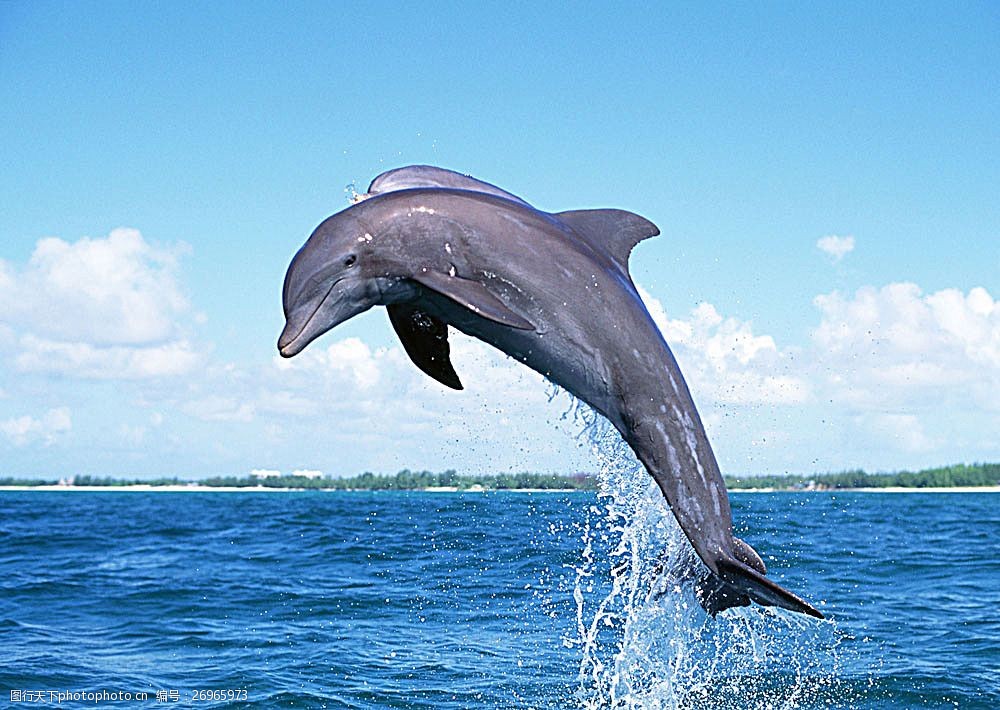 动物世界 生物世界 海底生物 海豚 大海 水中生物 图片素材     蓝色